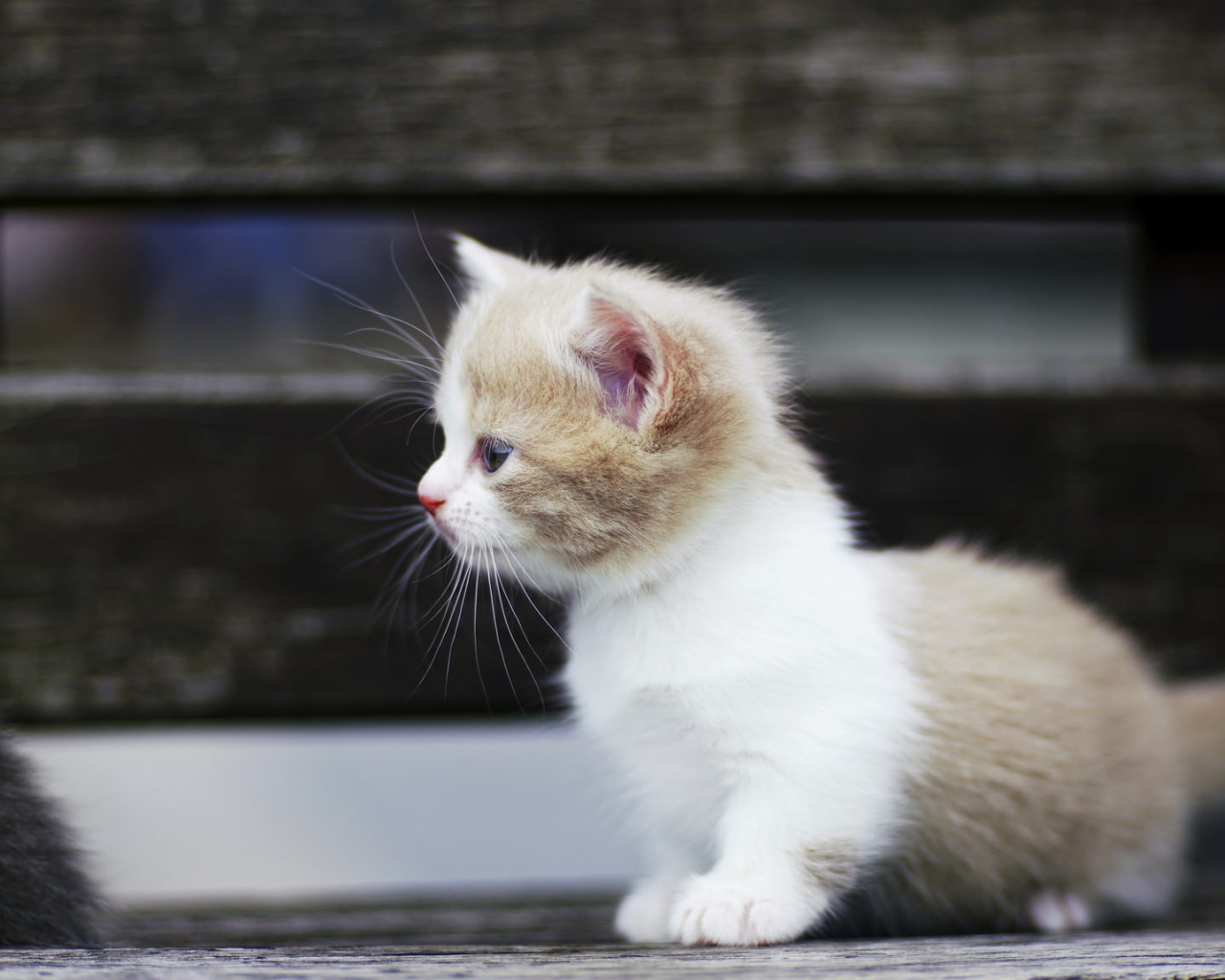 Маленький забавный коротколапый котенок