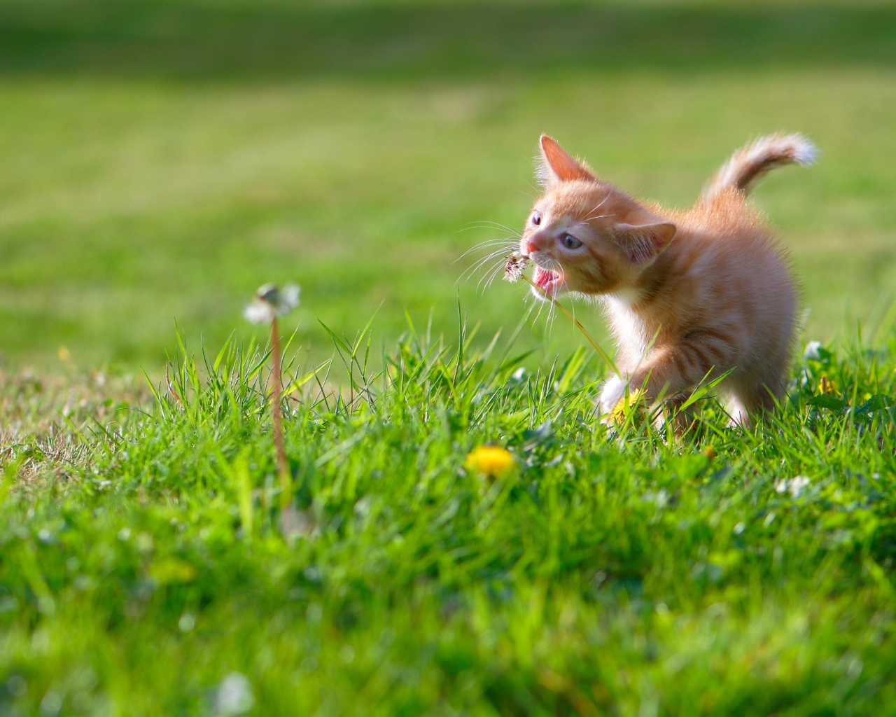 Маленький рыжий котенок играет с цветком одуванчика