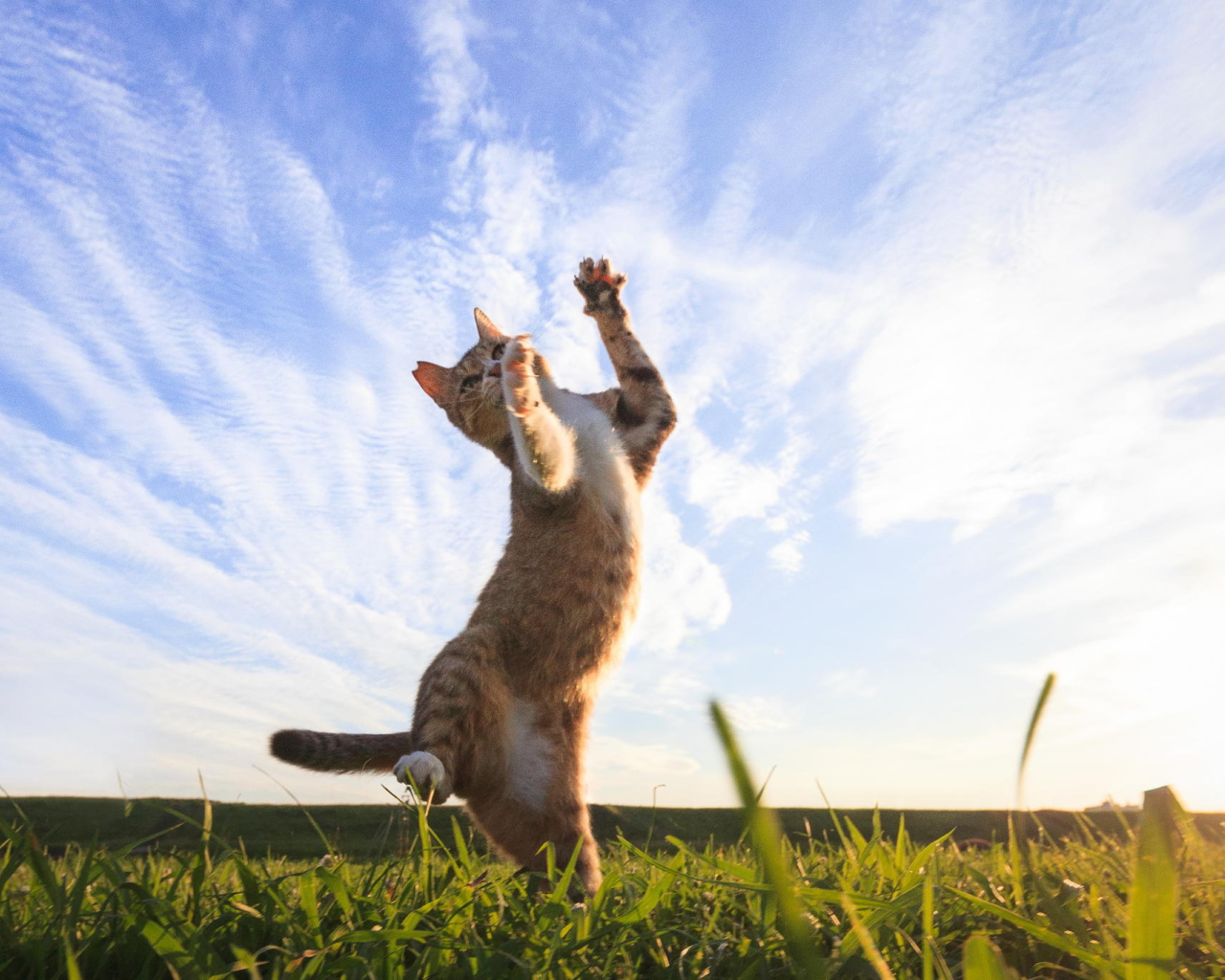 Рыжий кот играет на зеленой траве под красивым небом