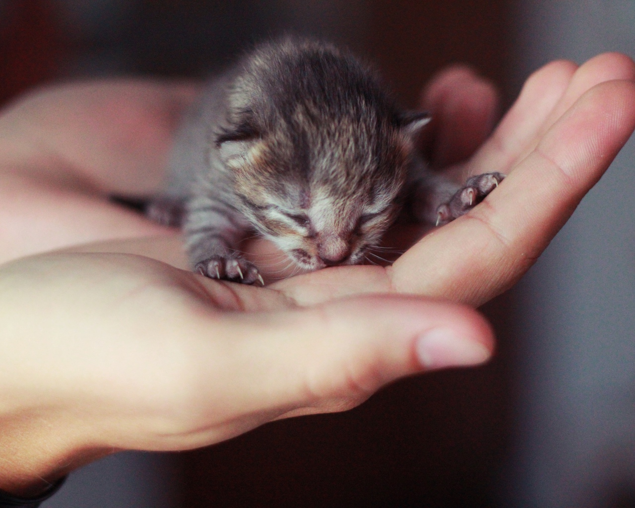 Маленький серый слепой котенок на ладонях
