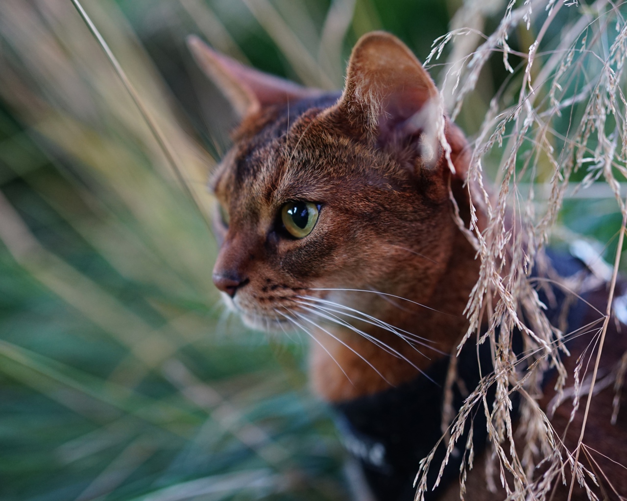 Красивая абиссинская короткошерстная кошка