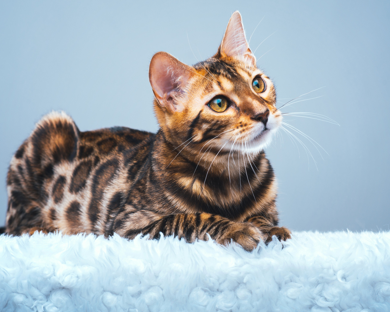 Красивая бенгальская кошка смотрит заинтересованным взглядом