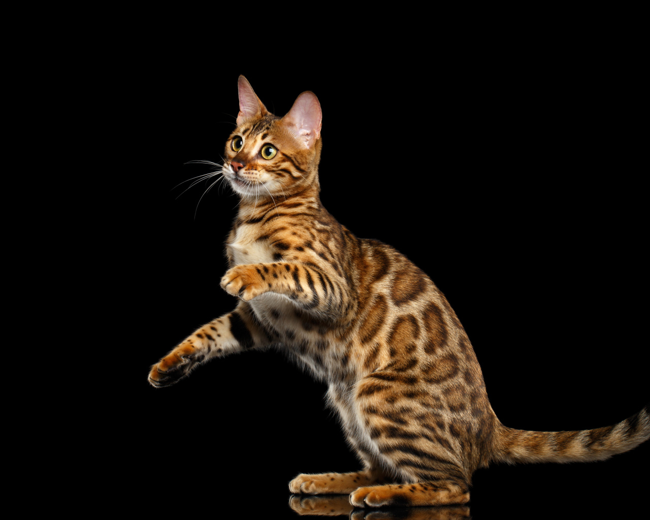 Красивая Бенгальская кошка на черном фоне