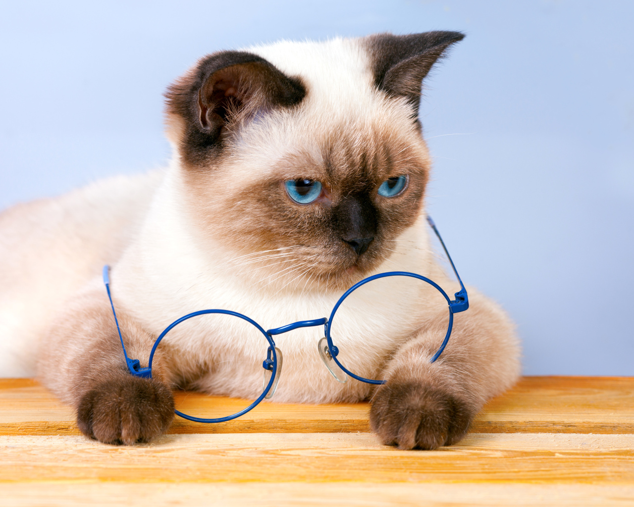 Красивый сиамский кот с синими очками