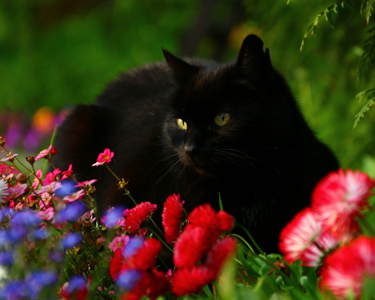 Красивый черный кот в цветах 