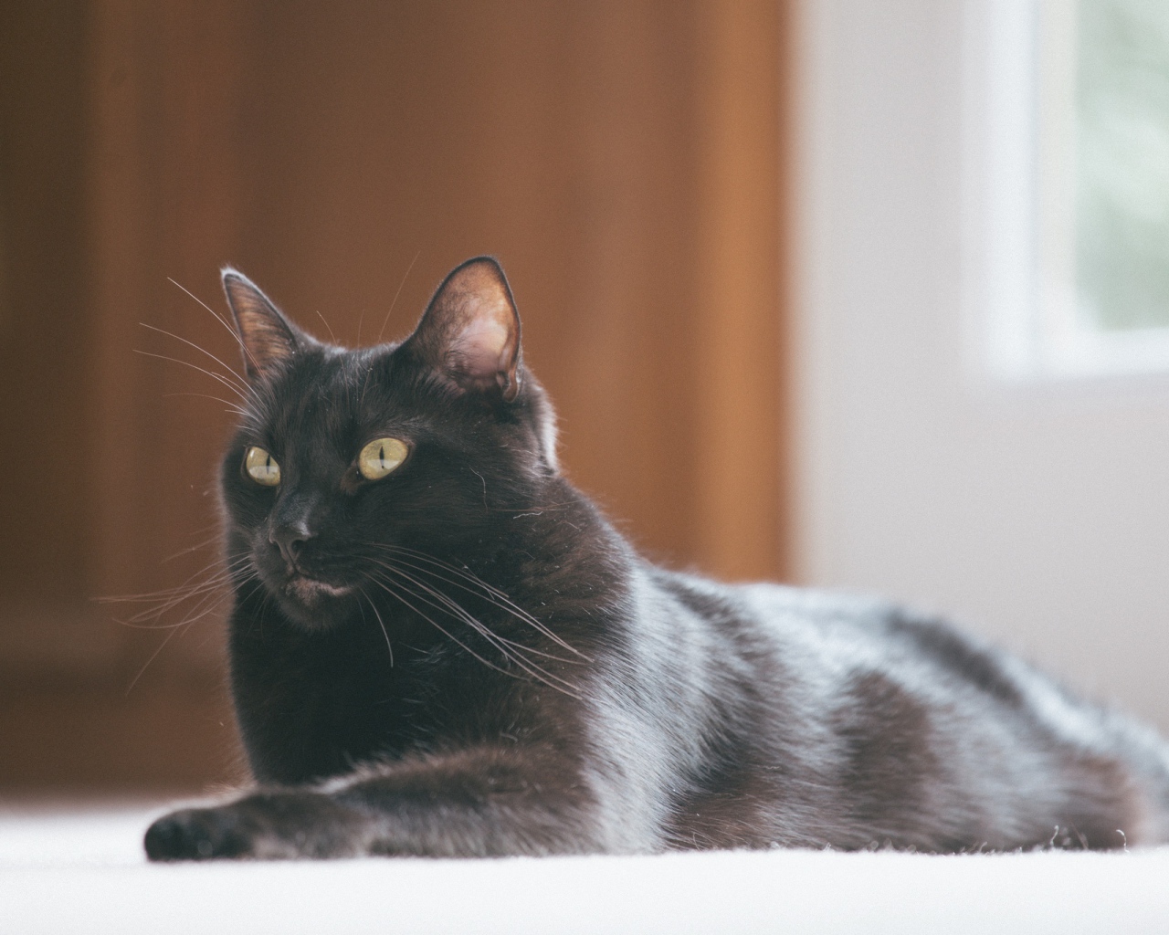 Красивый черный кот с блестящей шерстью