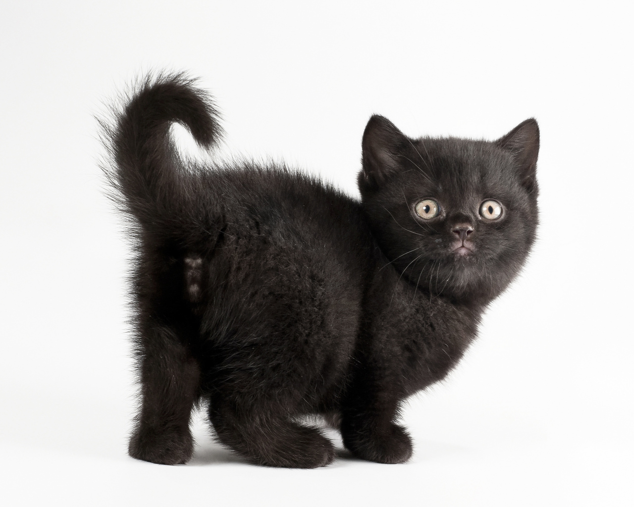 Красивый черный котенок на белом фоне