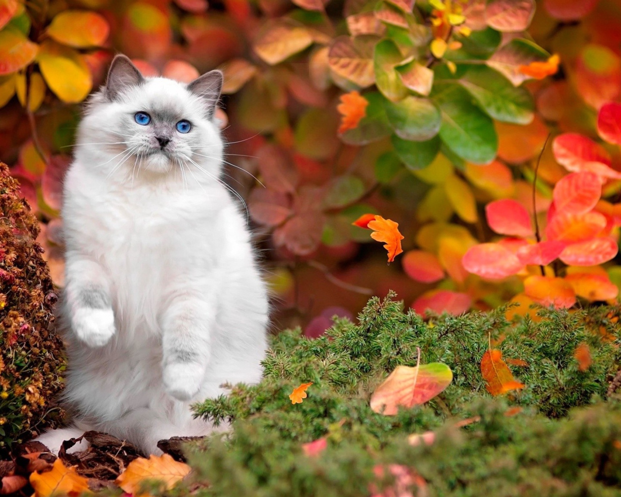 Красивый голубоглазый пушистый кот осенью