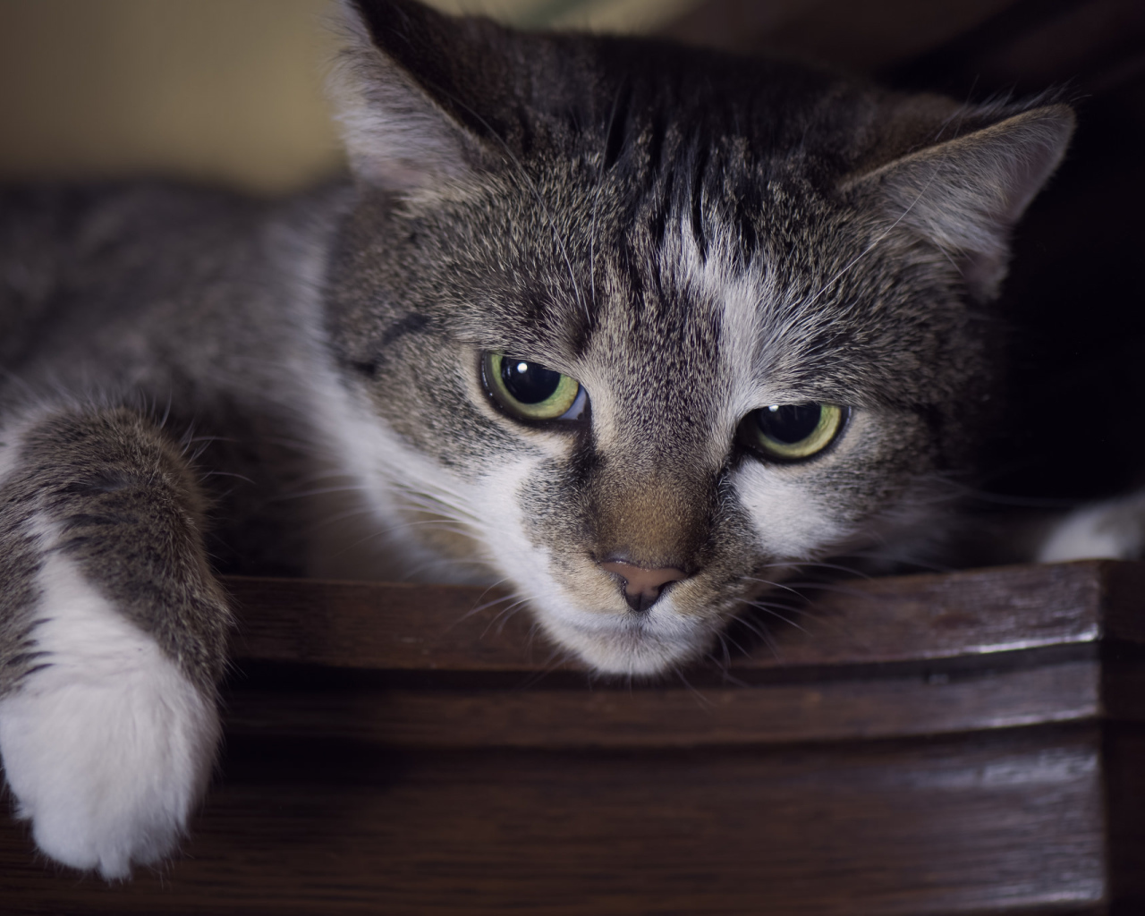 Красивый кот с зелеными глазами крупным планом