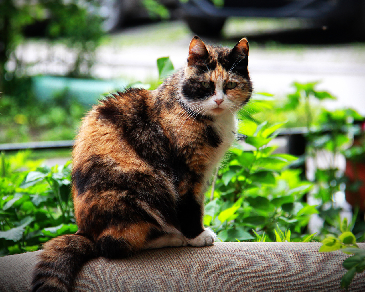 Красивая домашняя трехцветная кошка