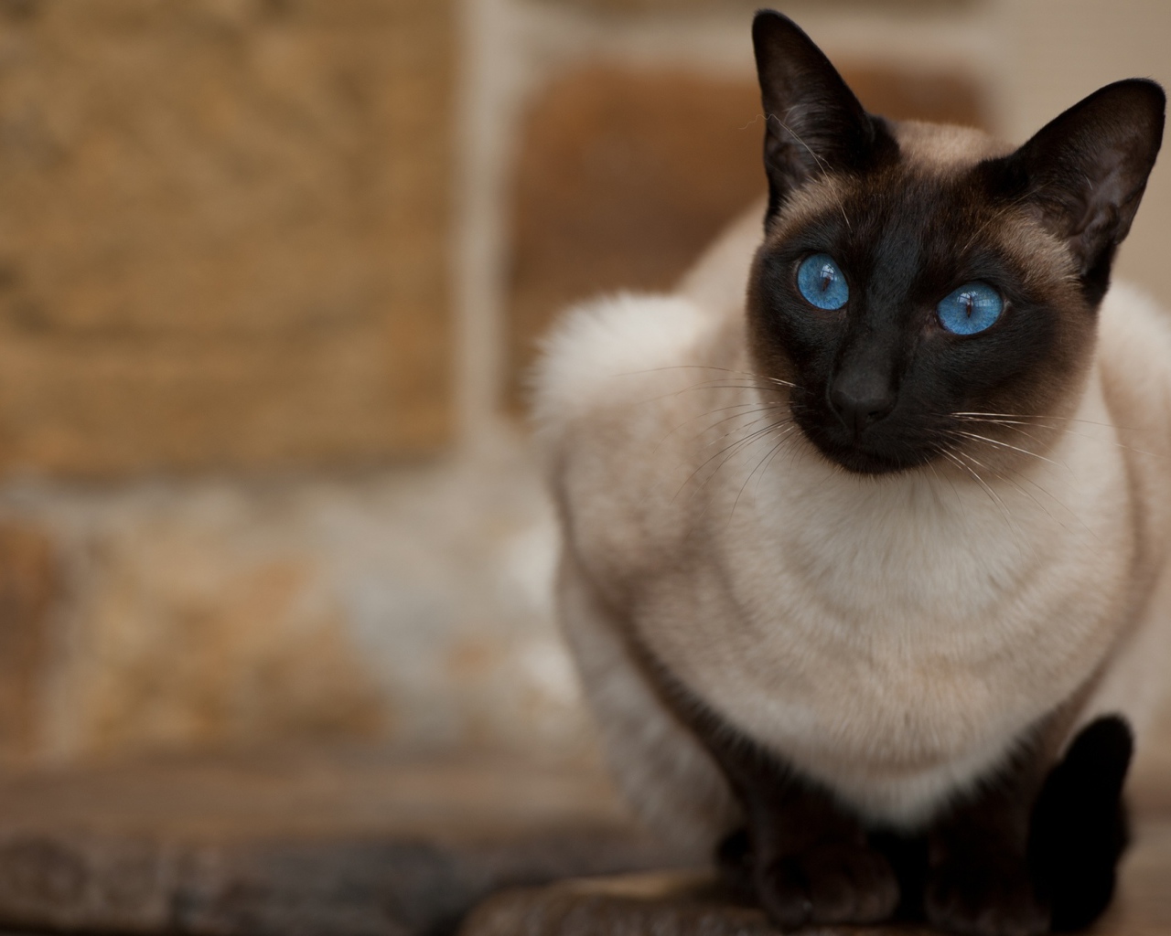 Красивый взгляд голубоглазой сиамской кошки