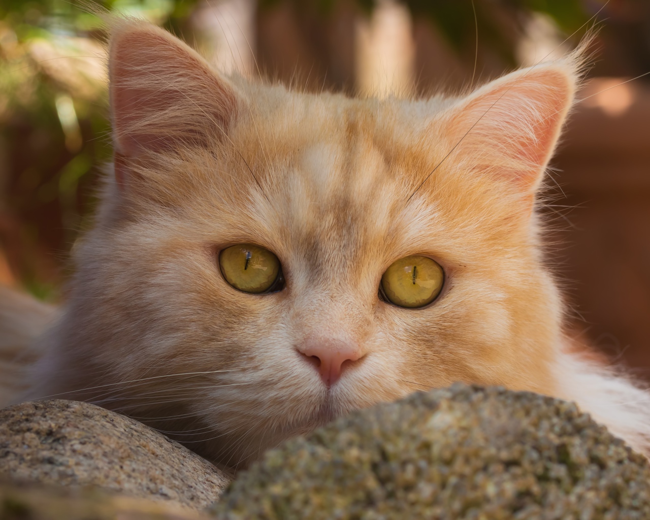 Красивая морда рыжего кота