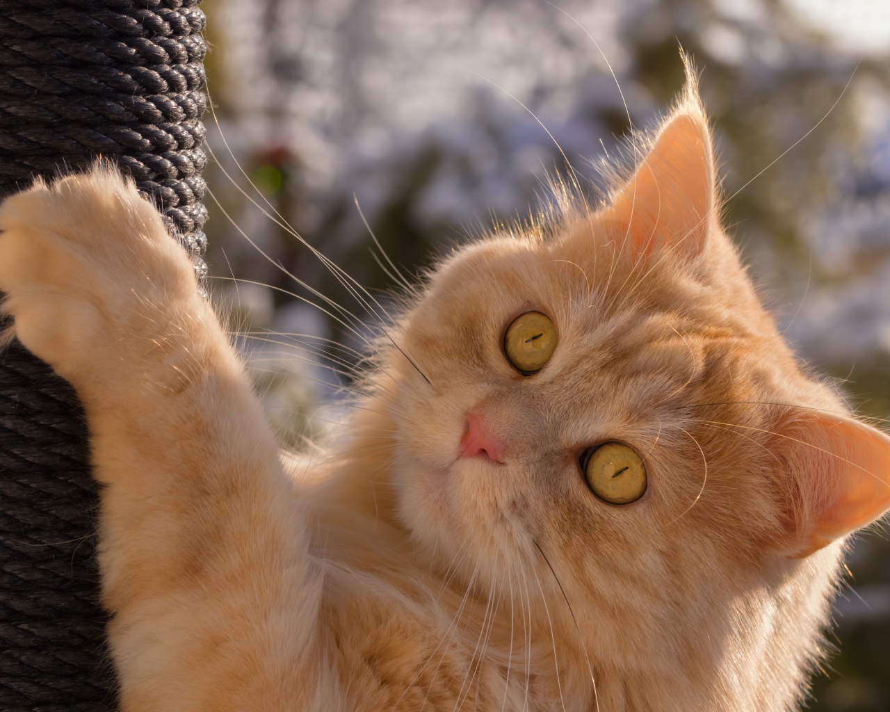 Красивый рыжий зеленоглазый кот