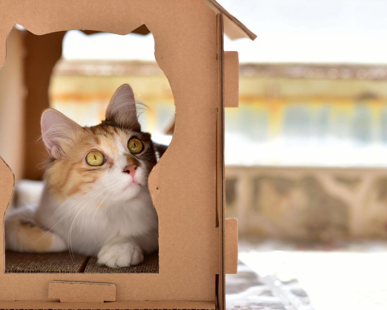 Красивый рыжий кот в картонной коробке 