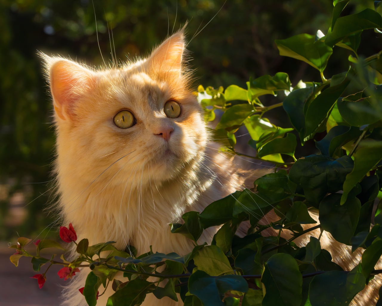 Красивый рыжий кот в лучах солнца