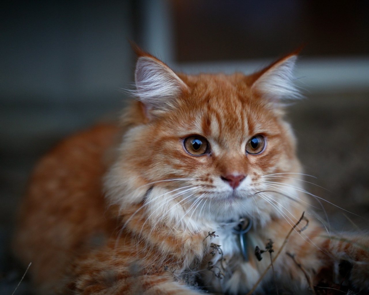 Красивый рыжий кот с кисточками на ушах 