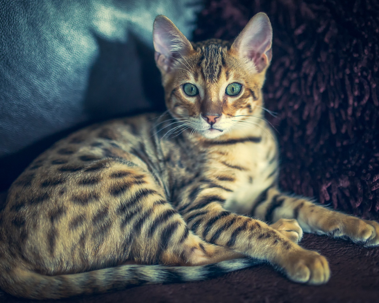 Красивая полосатая кошка с зелеными глазами 