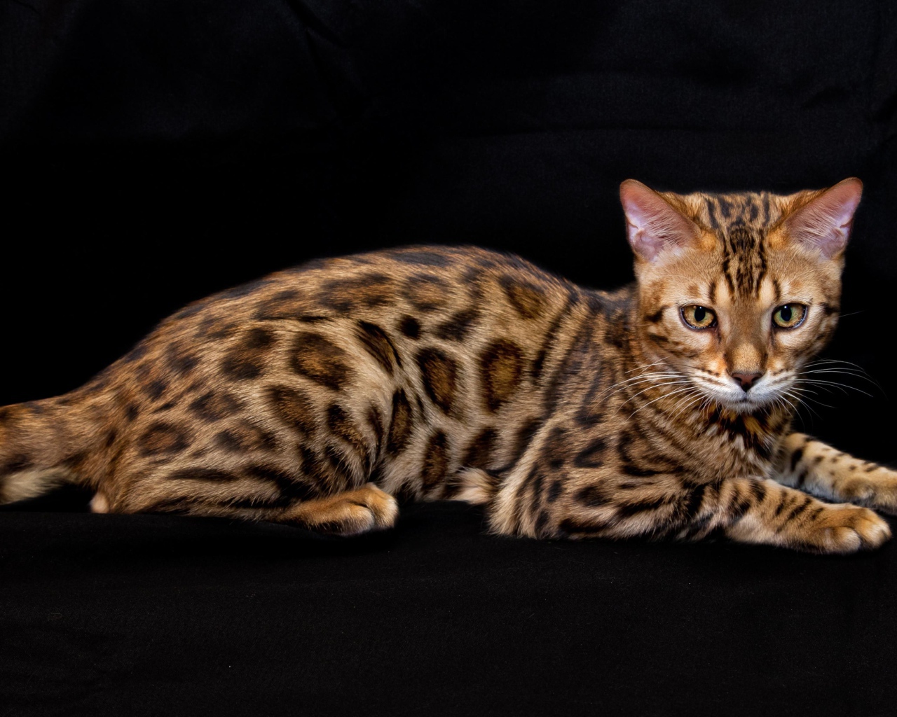 Бенгальская кошка лежит на черном фоне