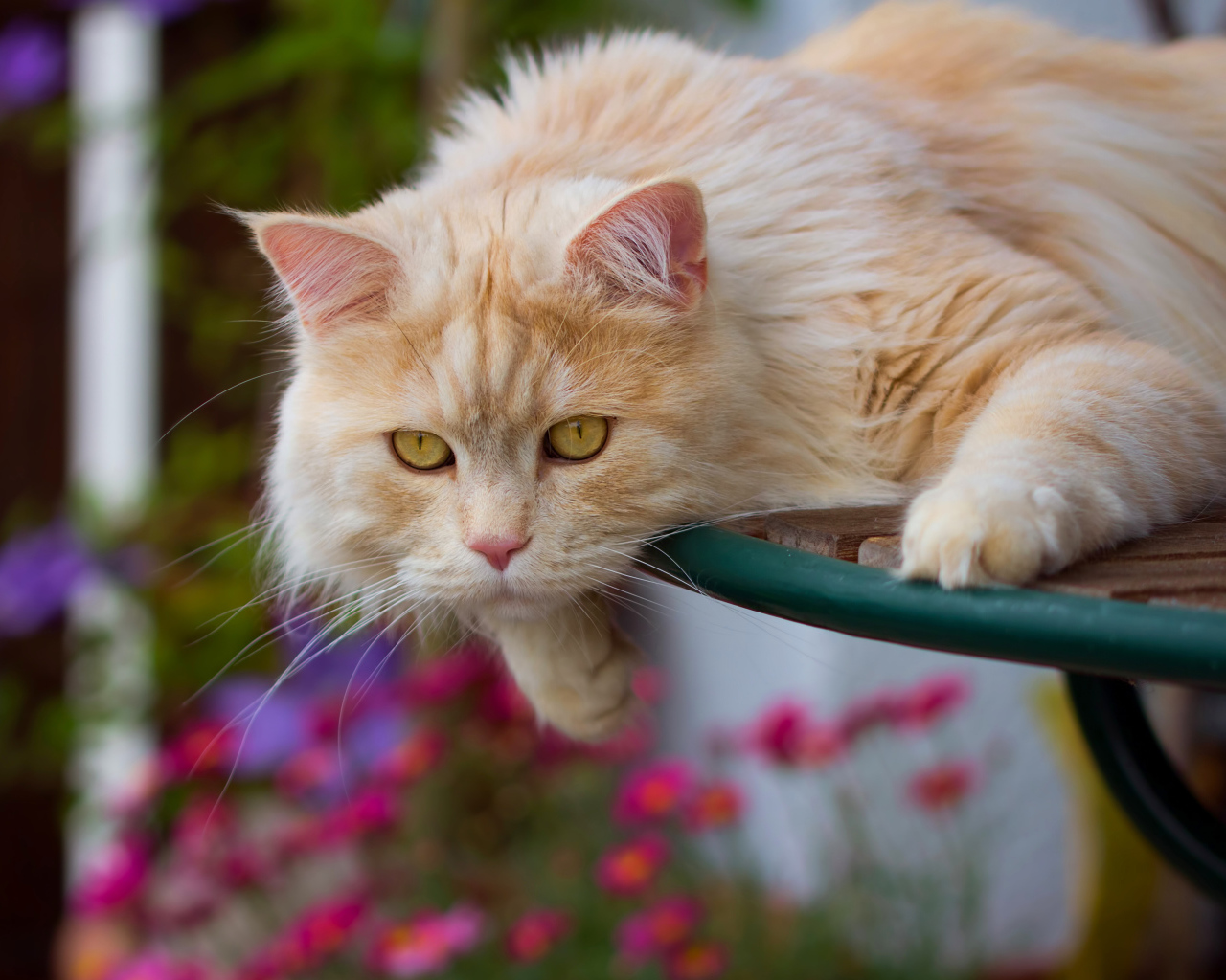 Большой красивый рыжий кот с желтыми глазами 