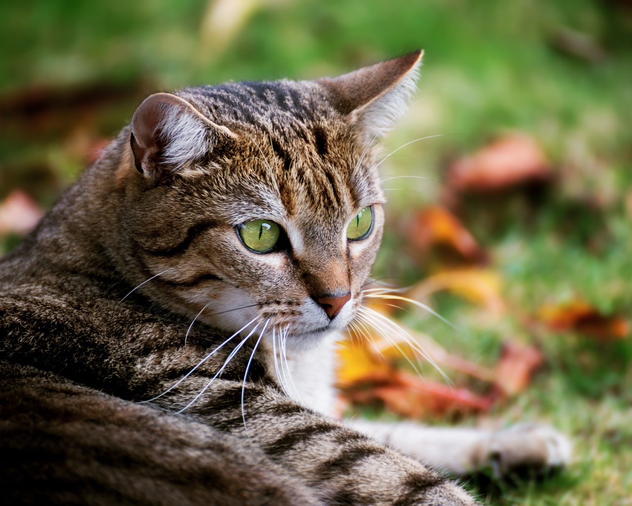 Большой серый зеленоглазый кот лежит на зеленой траве