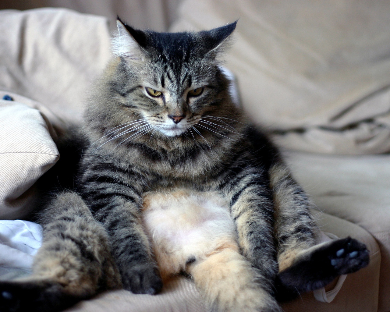 Большой грустный серый кот сидит на диване