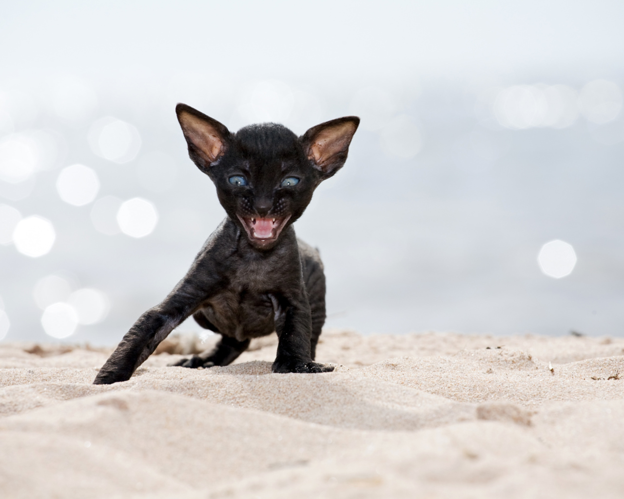 Черный котенок породы Корниш-рекс на песке