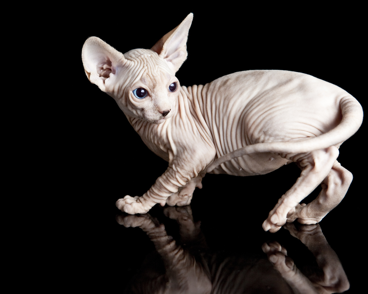 Голубоглазый котенок породы сфинкс на черном фоне