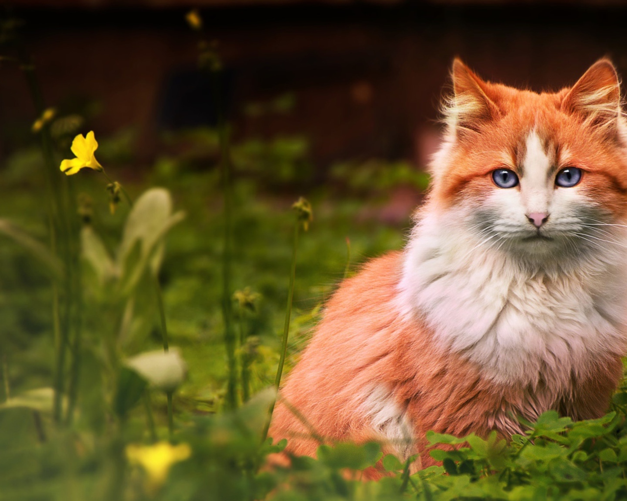 Голубоглазый рыжий кот сидит в зеленой траве