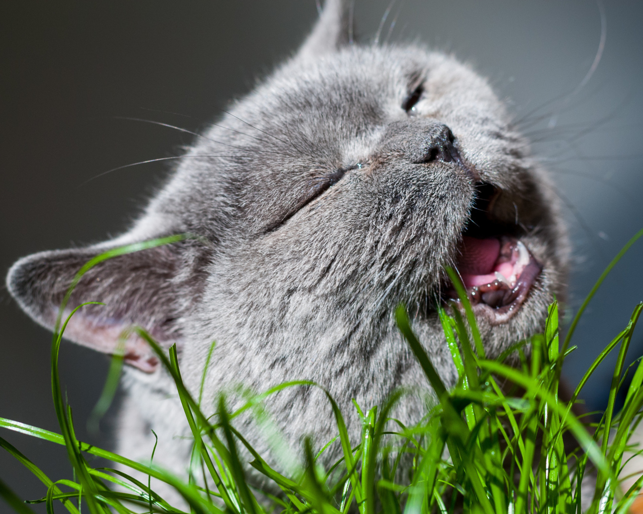 Кот британец грызет зеленую траву