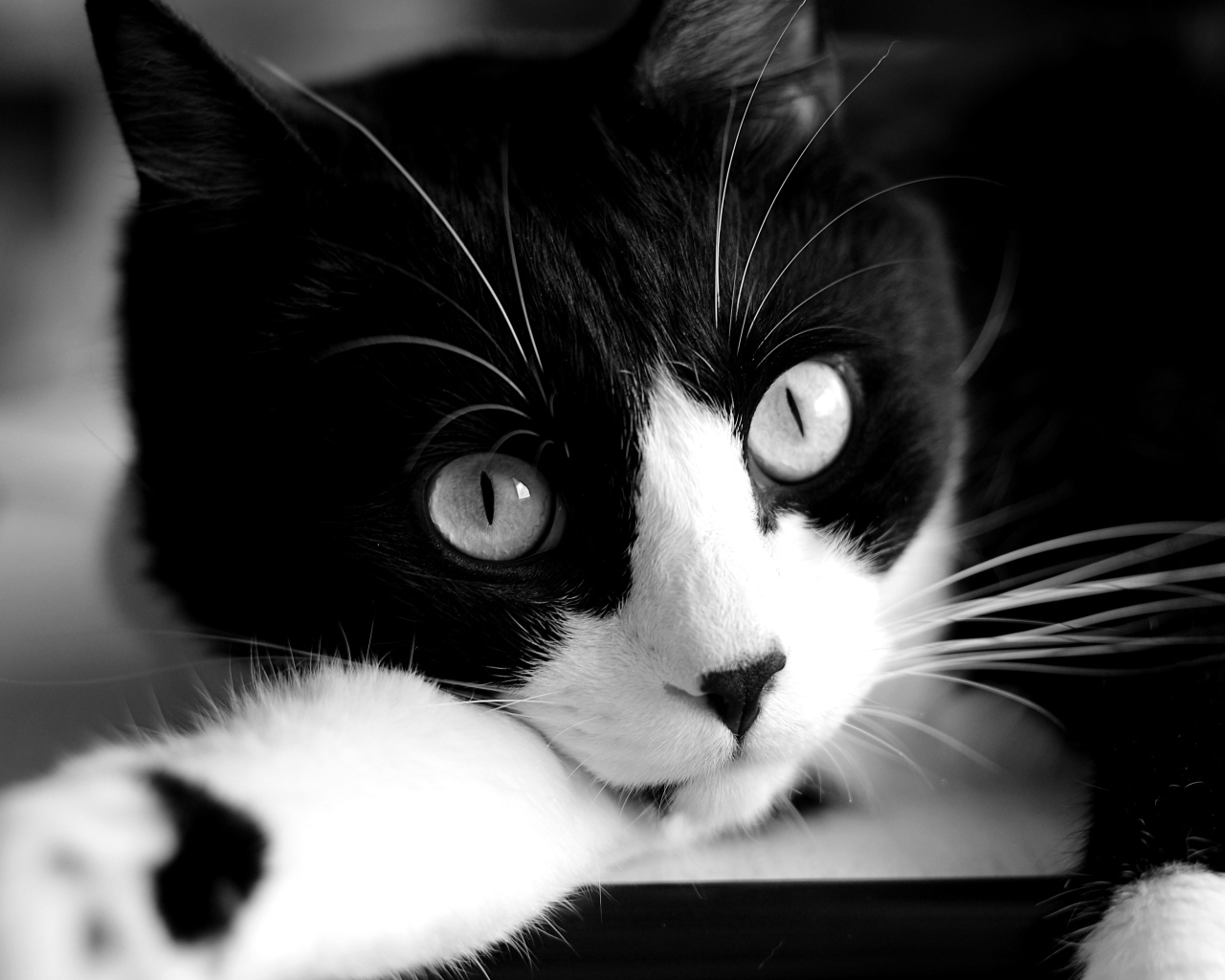 Кот крупным планом черно-белое фото