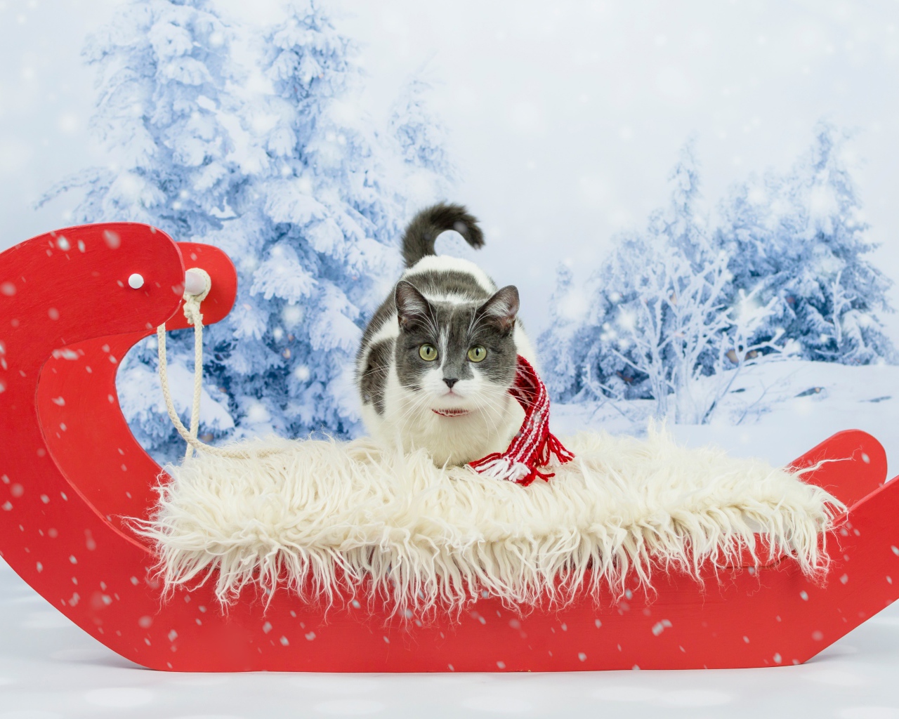 Кот в праздничных красных санях зимой