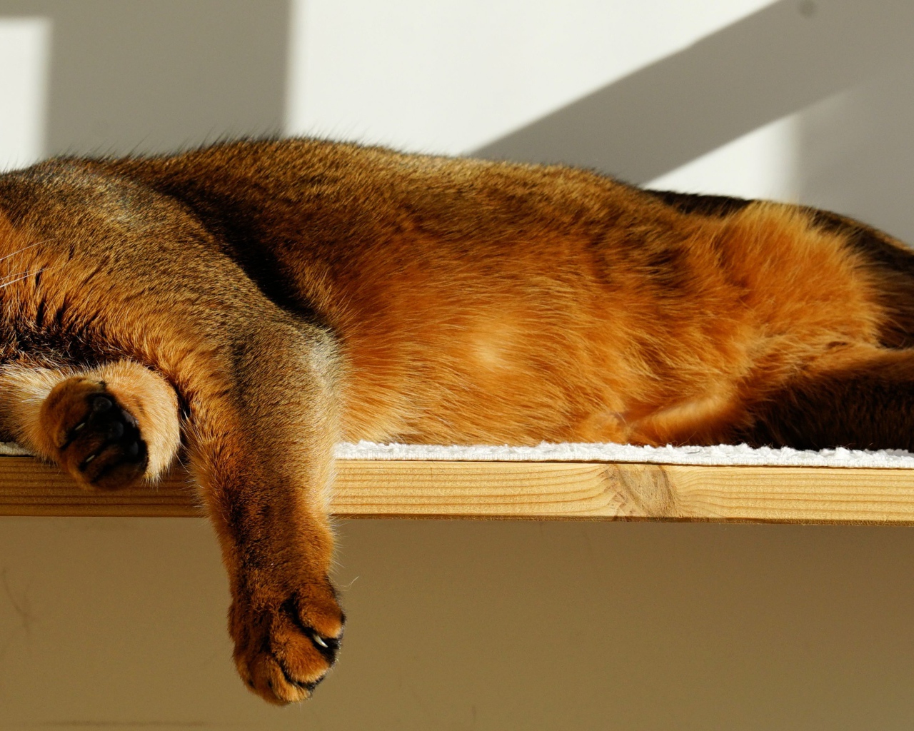 Кошка спит на полке 