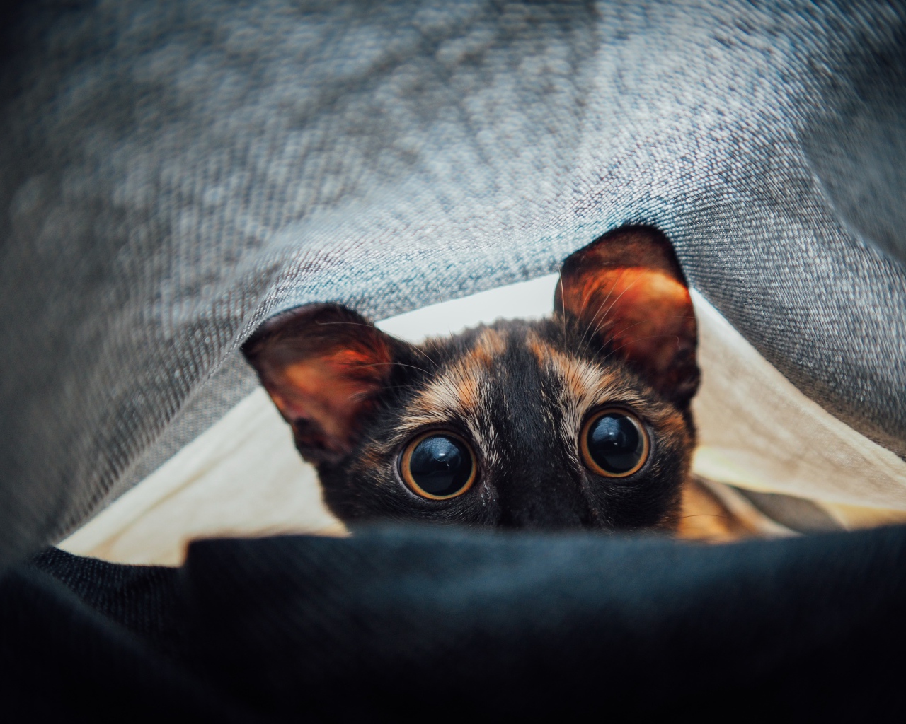 Любопытный кот с большими глазами под одеялом