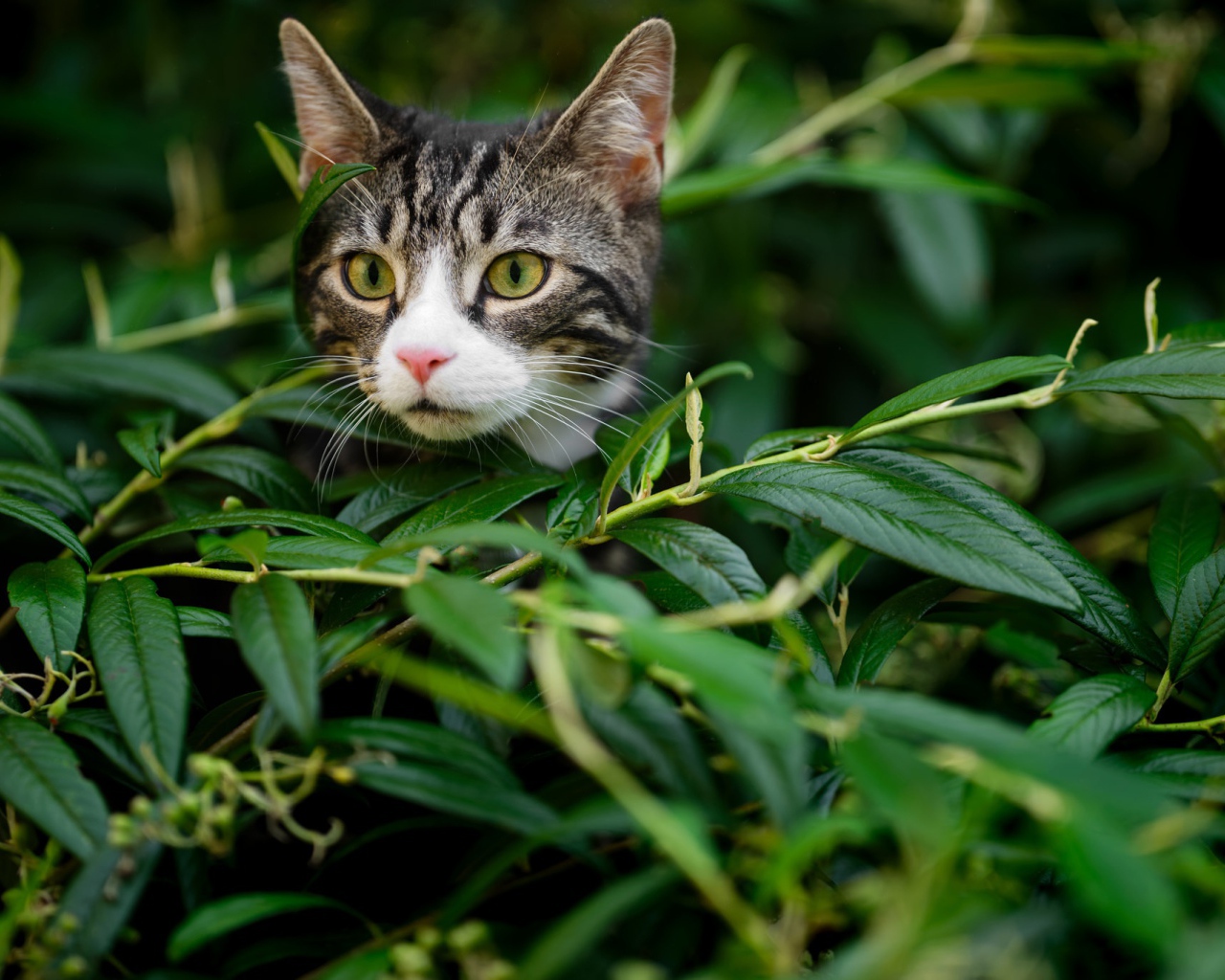 Любопытный серый кот сидит в засаде в зеленой листве