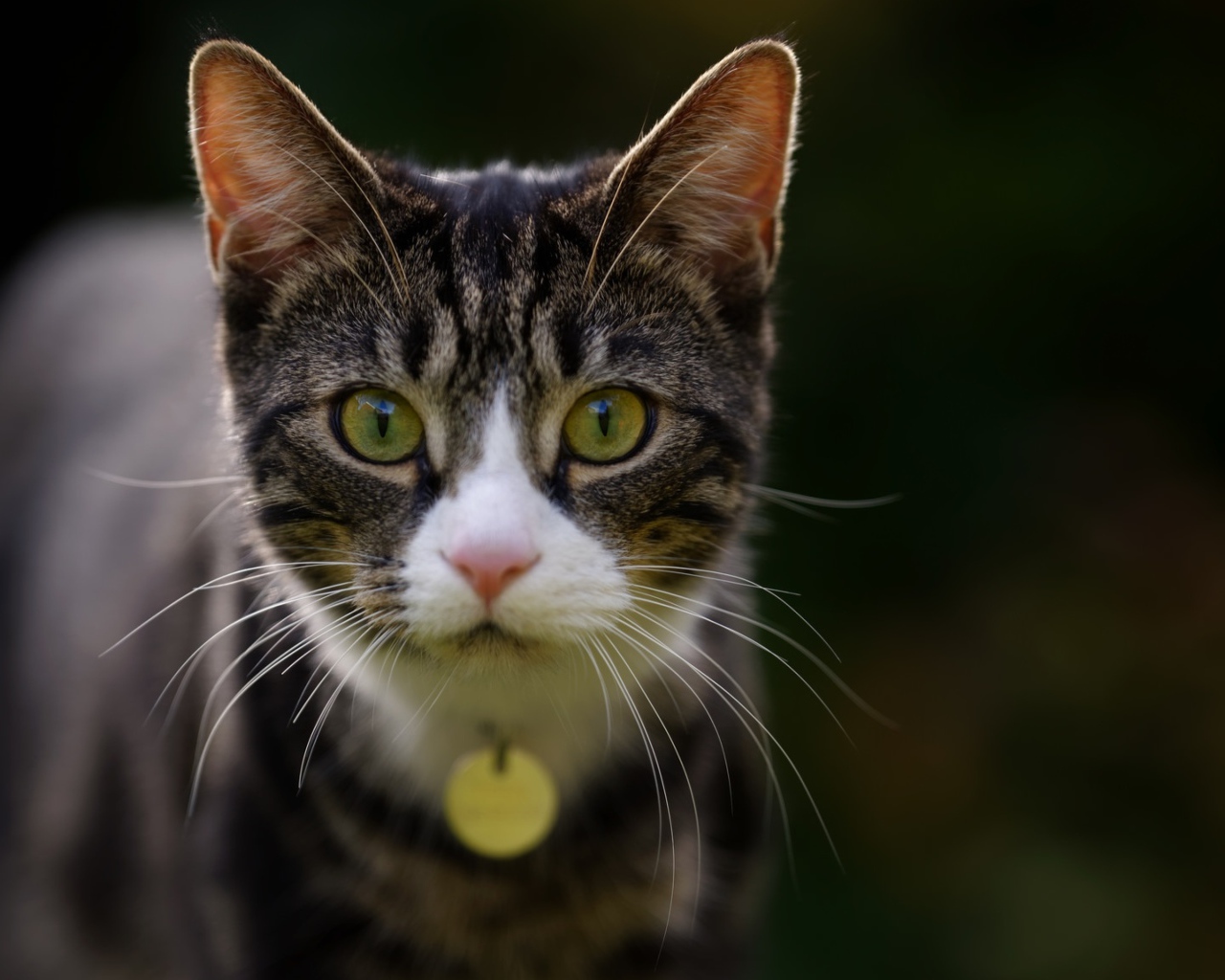 Любопытный серый кот с подвеской на шее