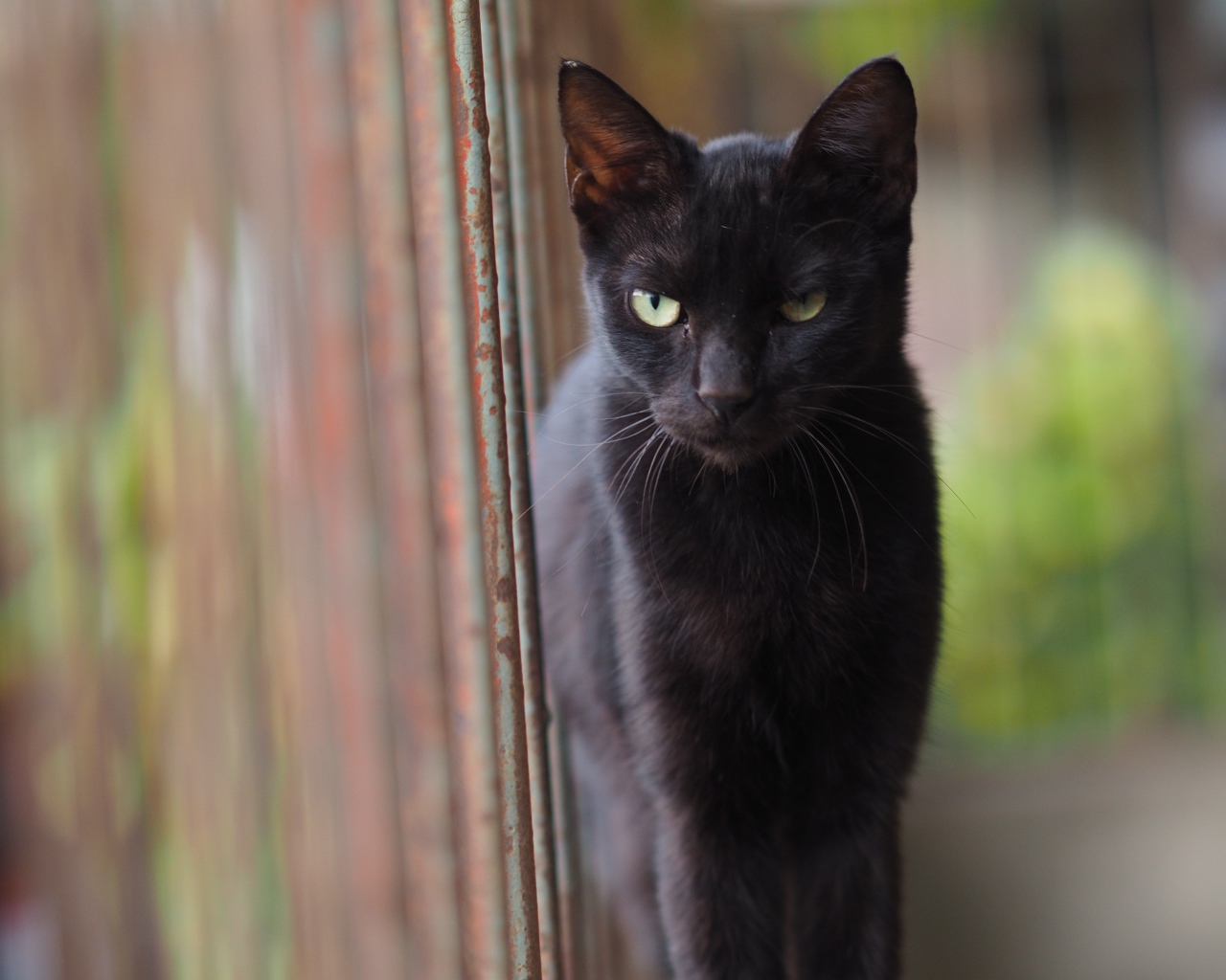Недовольный взгляд черного кота