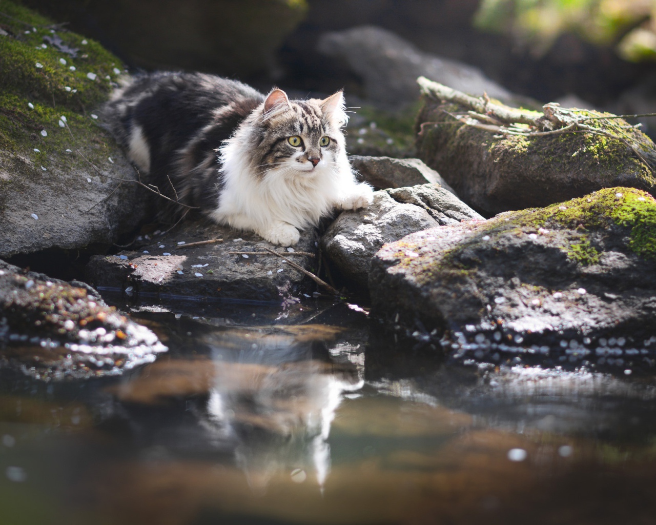 Пушистая кошка на камне у воды 