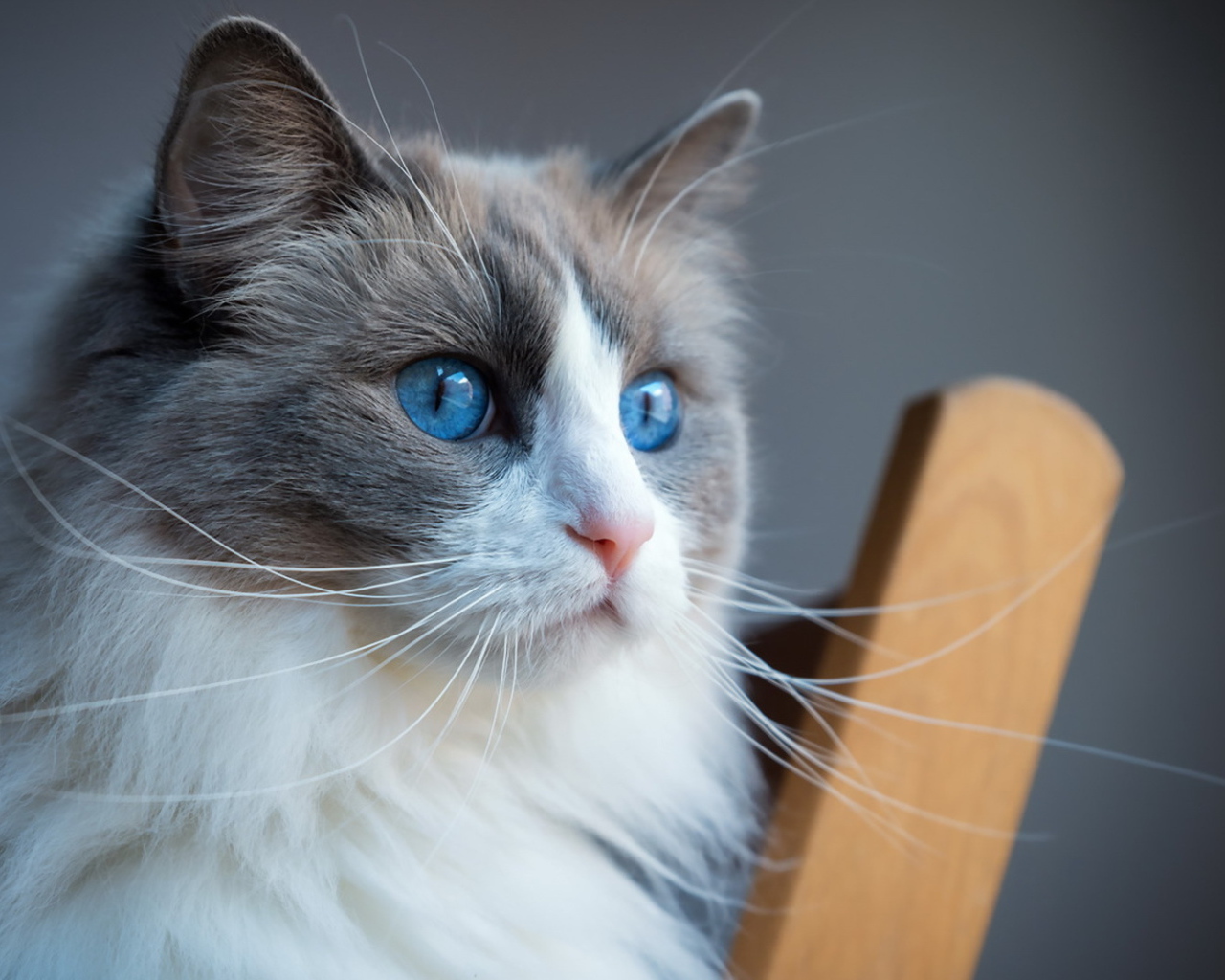 Пушистая кошка с красивыми голубыми глазами 