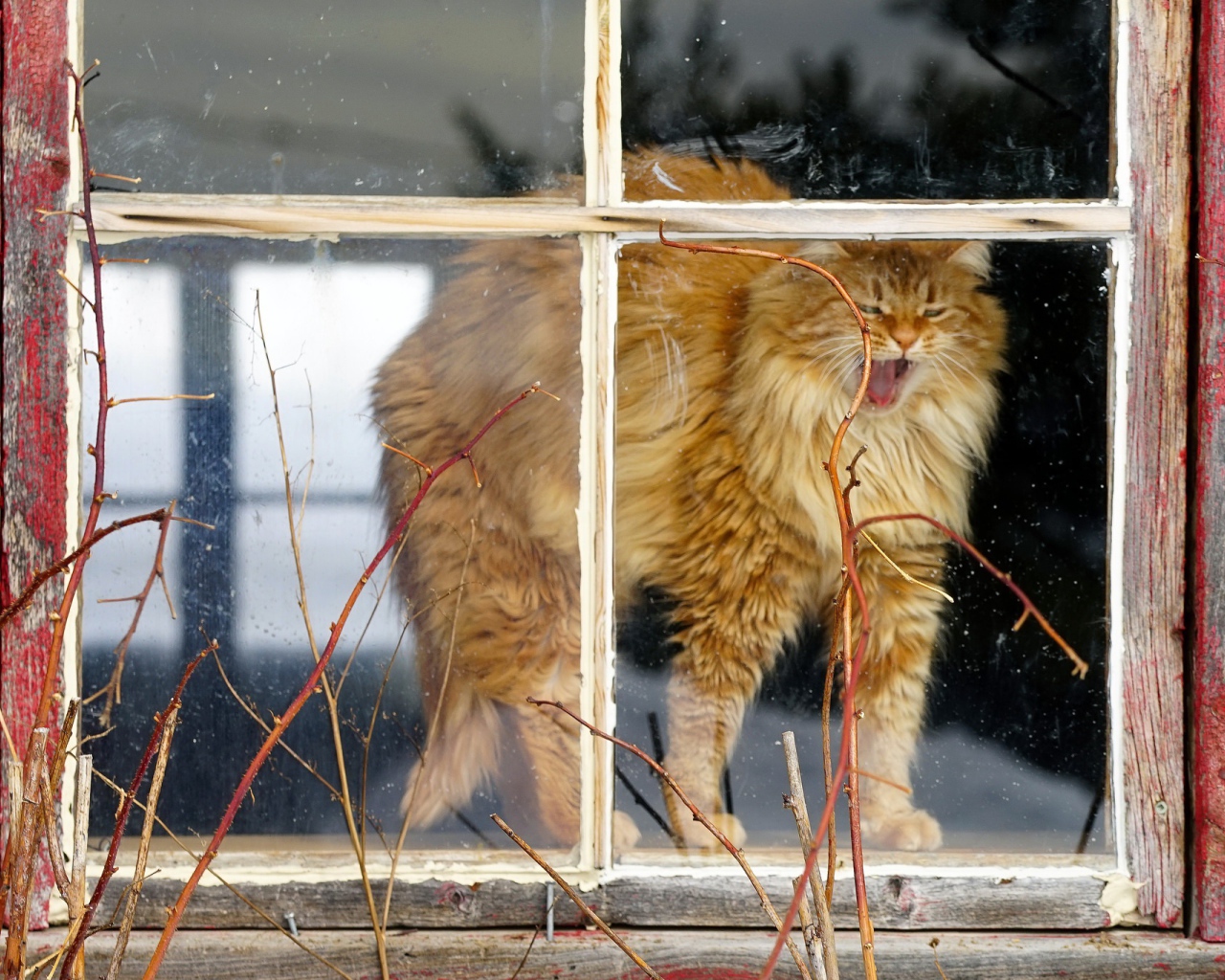 Пушистый рыжий кот зевает в окне