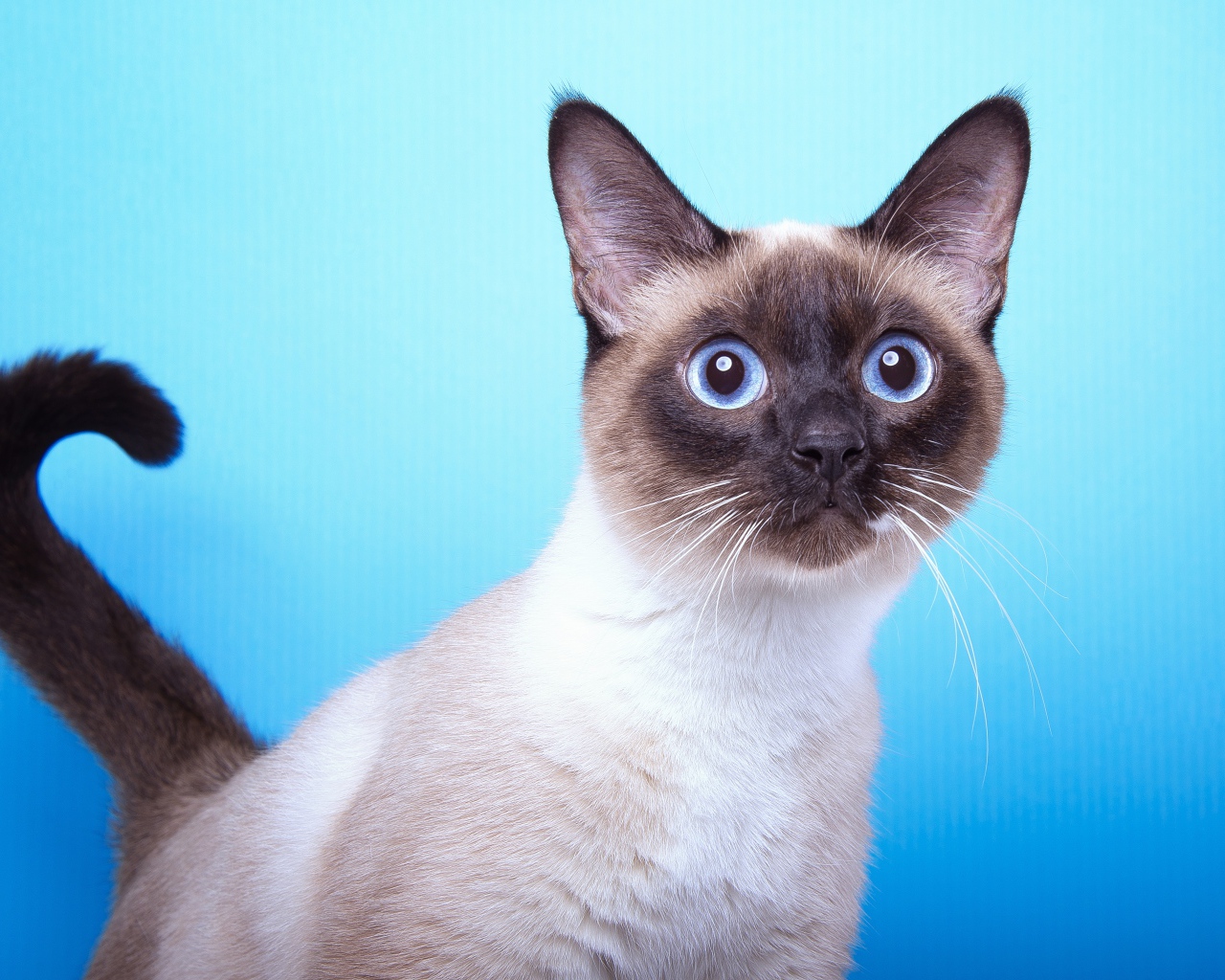 Испуганный сиамский голубоглазый кот на голубом фоне