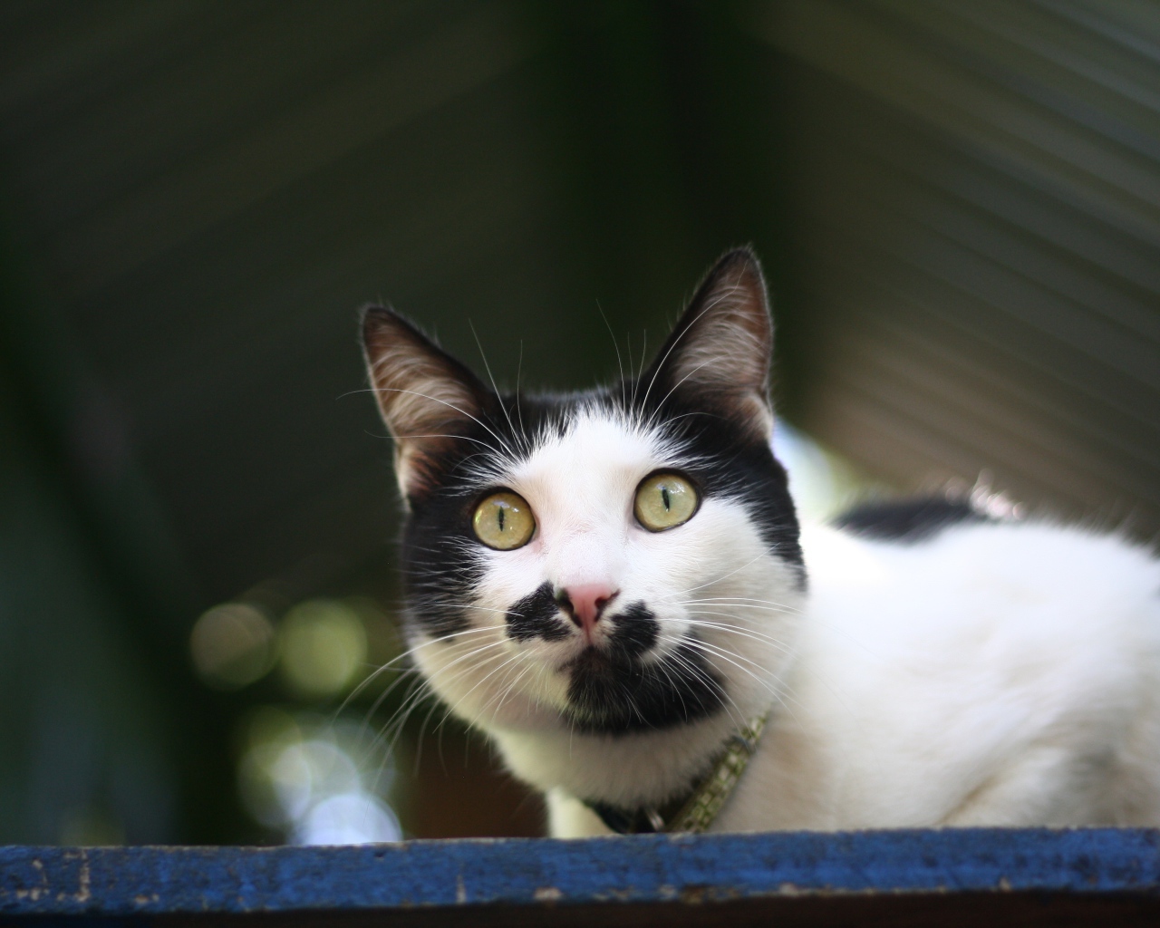 Забавный черно белый кот 