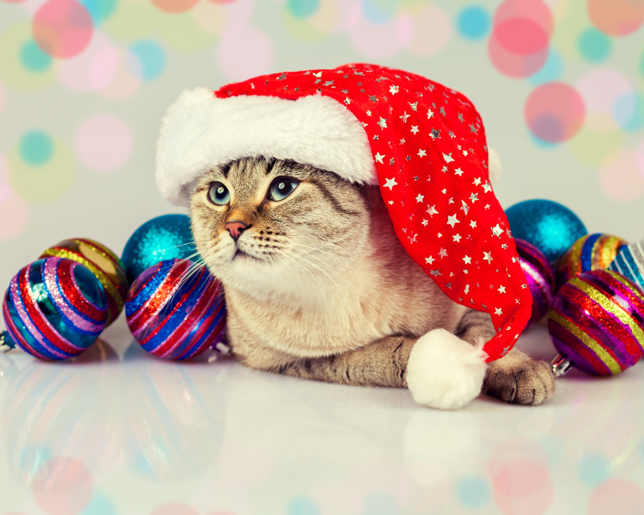 Забавный кот в новогодней шапке с елочными шарами
