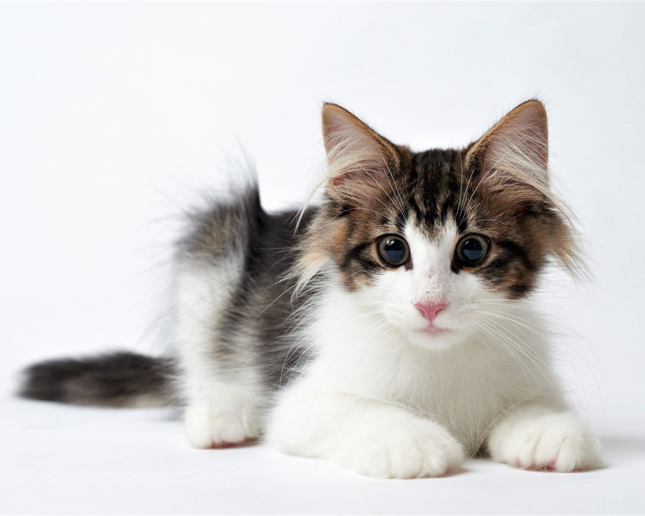 Забавный котенок с большими глазами на белом фоне