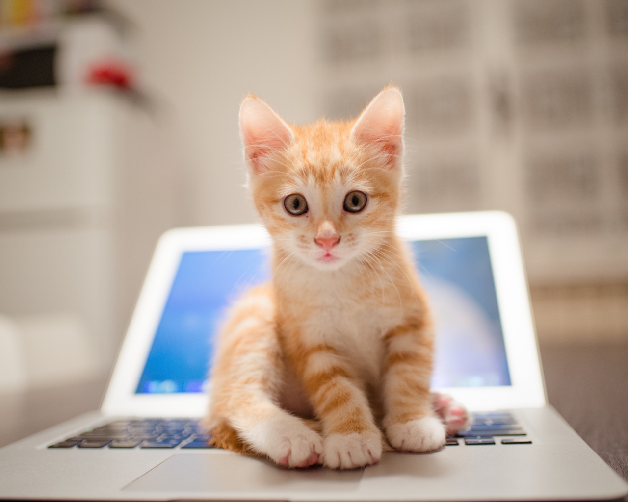 Забавный рыжий котенок сидит на ноутбуке