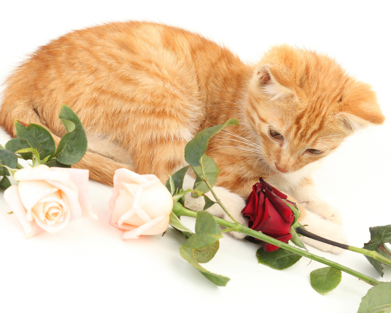Рыжий котенок с розами на белом фоне