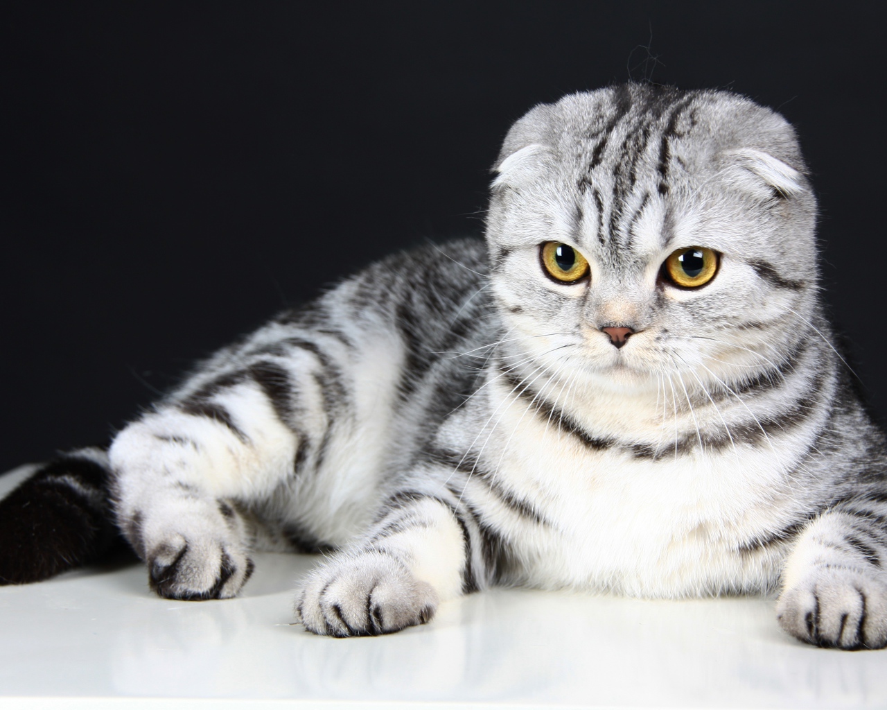 Серая шотландская вислоухая кошка на черном фоне