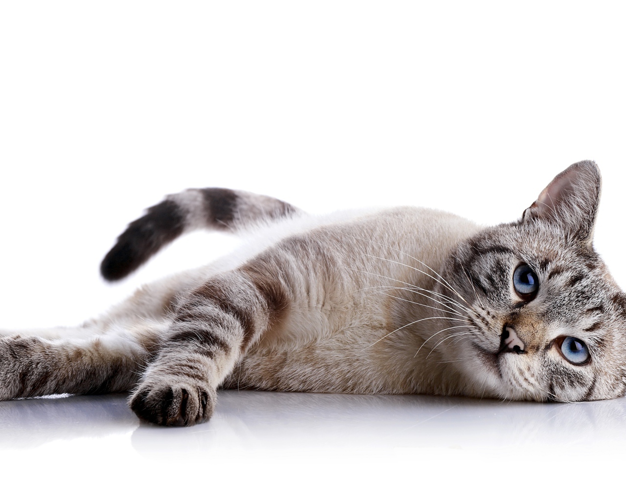 Серый голубоглазый кот на белом фоне