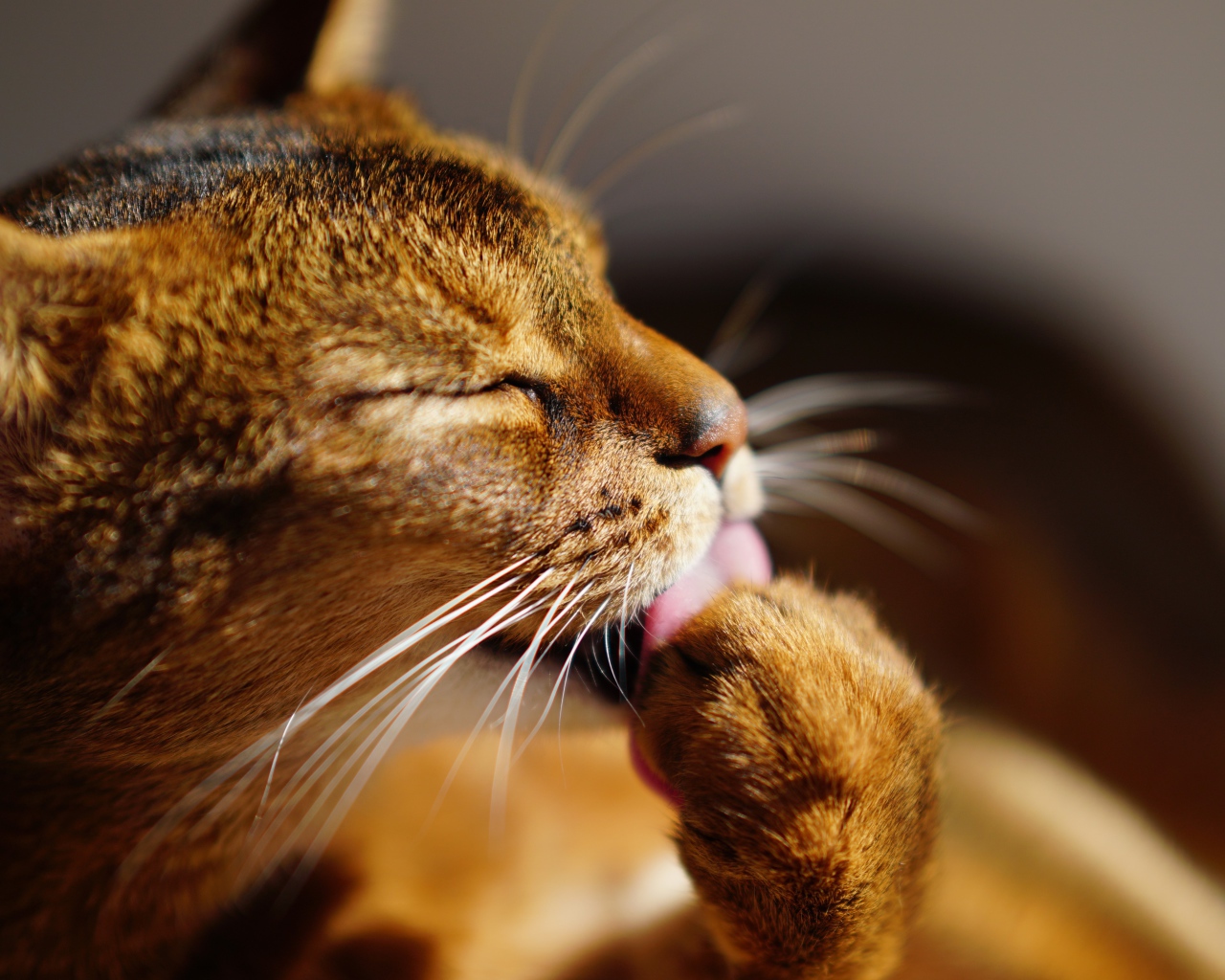 Серый кот облизывает лапу