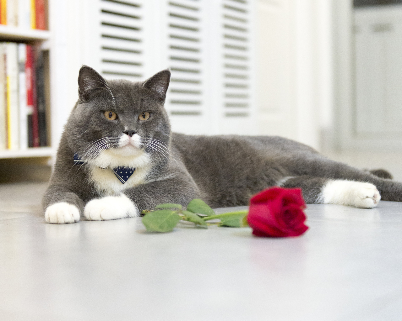 Серый кот лежит на полу с красной розой