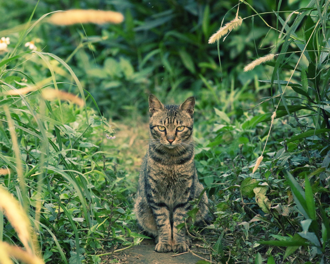 Серый кот сидит на дорожке в зеленой траве